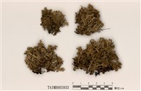 藏品(雪島衣)的圖片